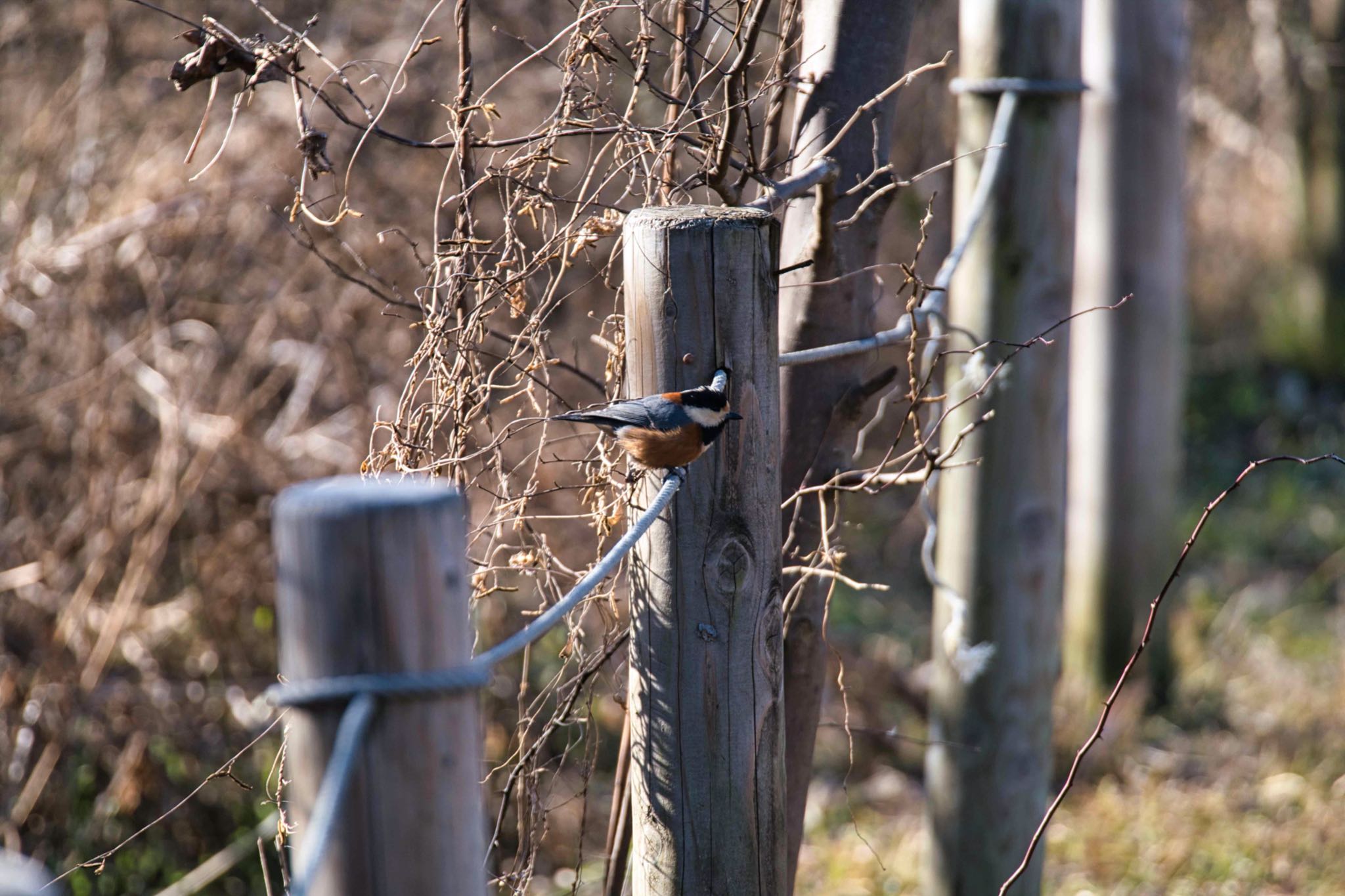 Varied Tit