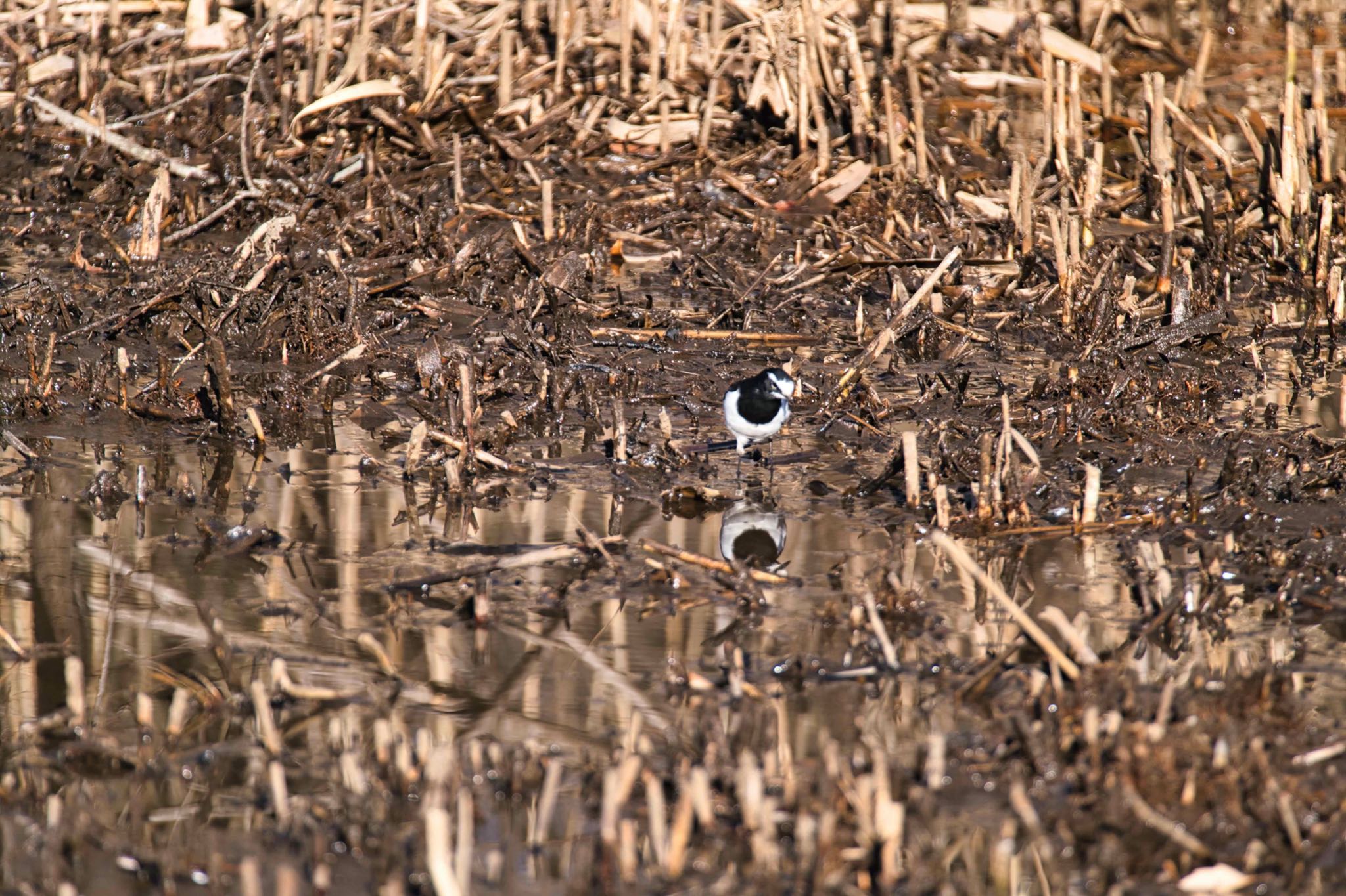 Japanese Wagtail