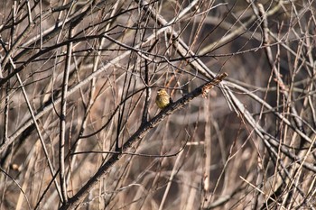 アオジ 北本自然観察公園 2021年1月9日(土)