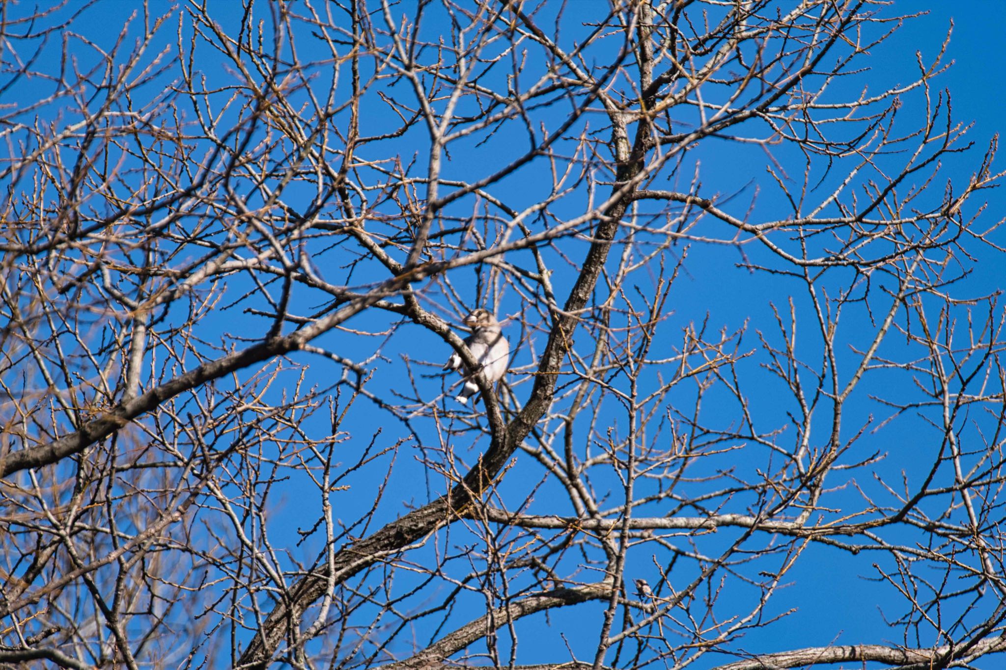 Photo of Hawfinch at Kitamoto Nature Observation Park by あおじさん