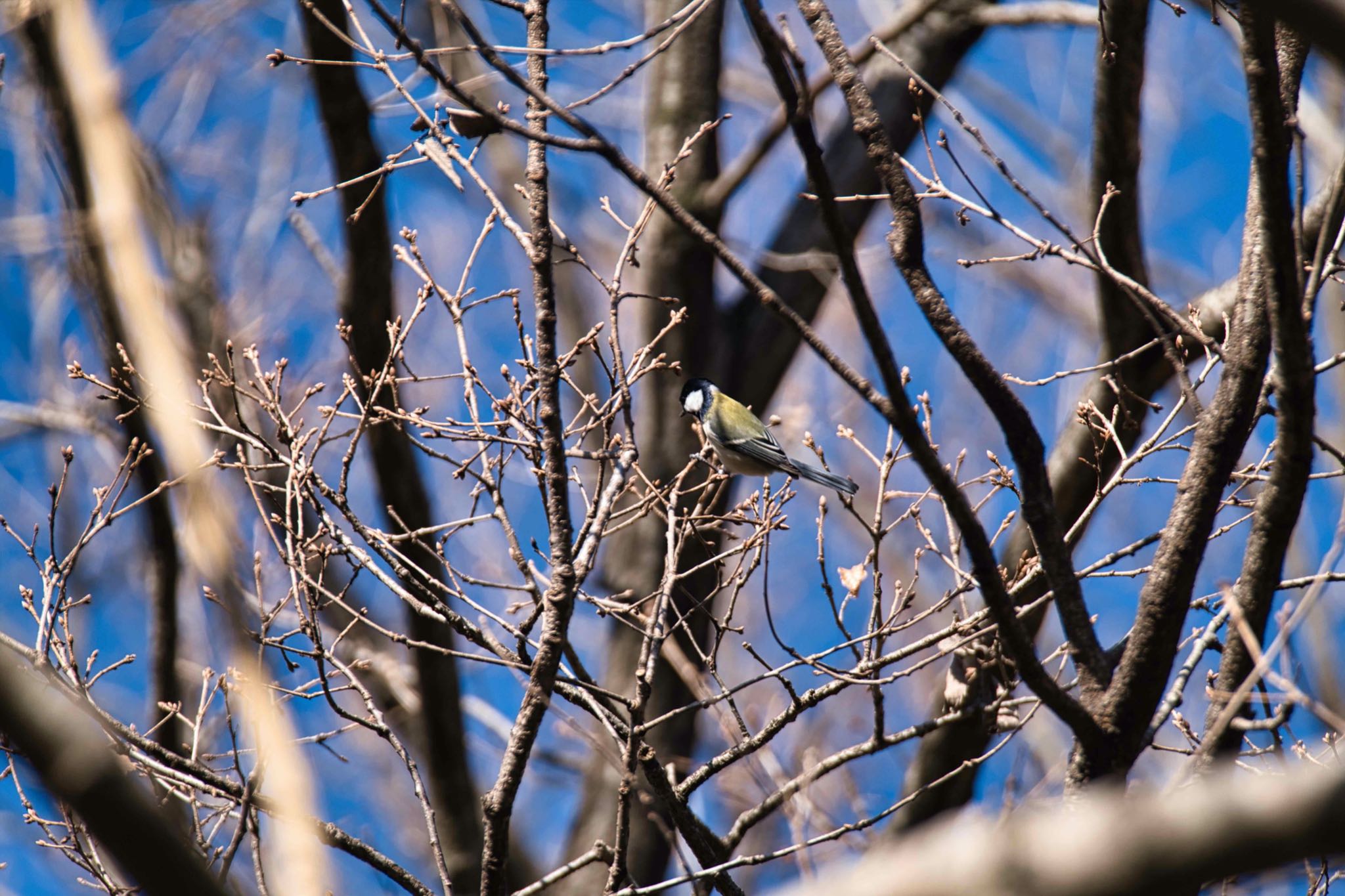 Japanese Tit