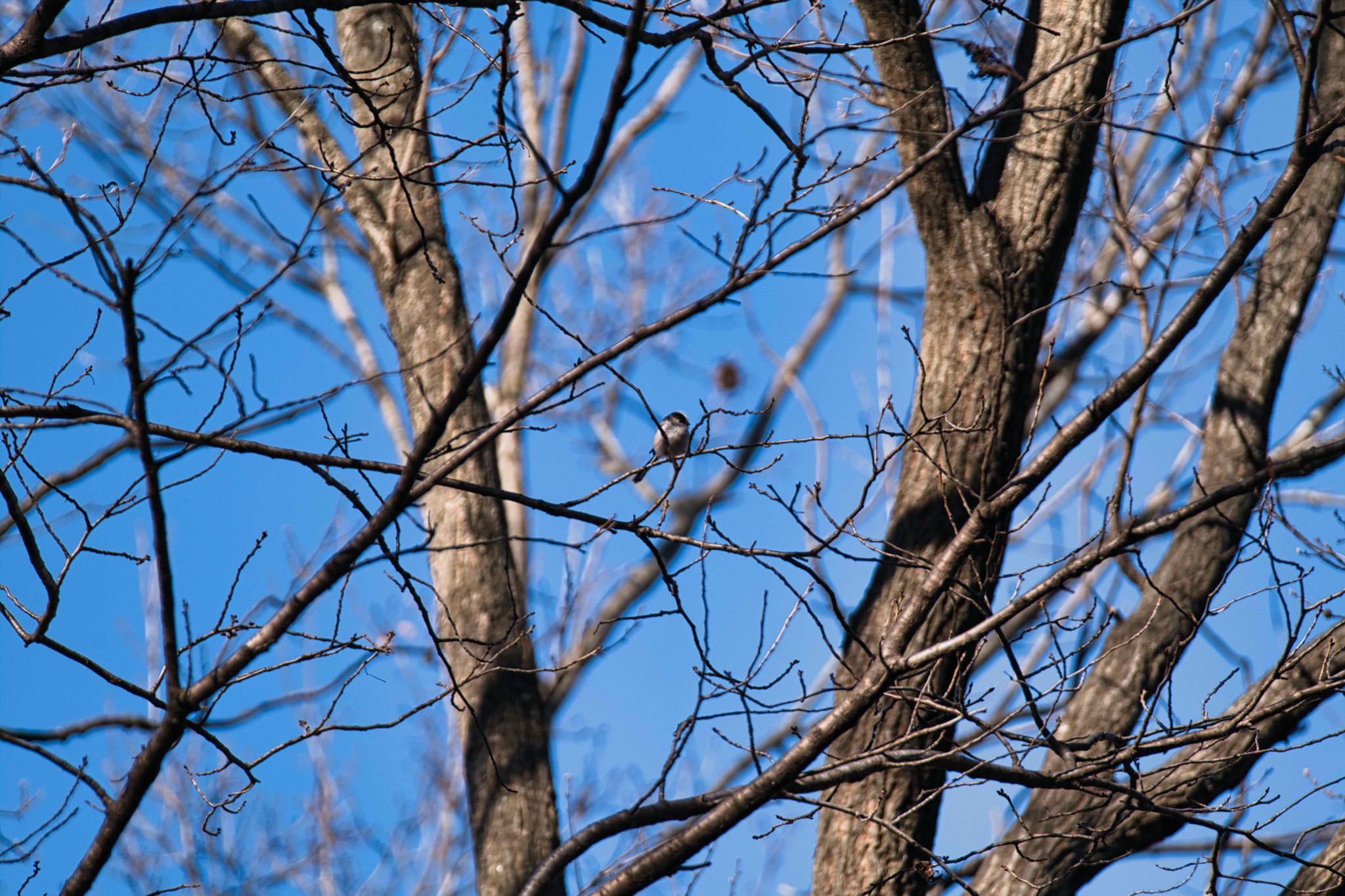 Photo of Long-tailed Tit at Kitamoto Nature Observation Park by あおじさん