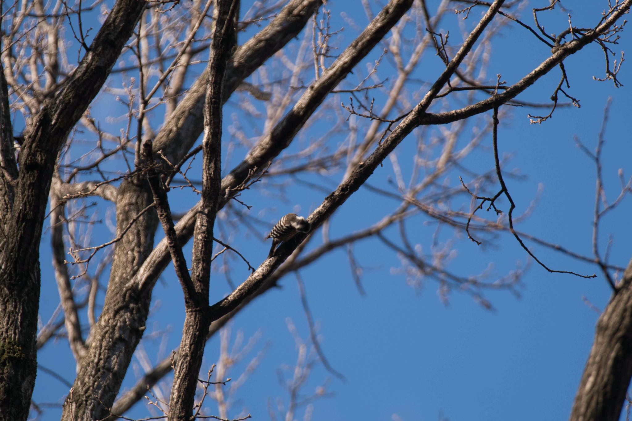 Photo of Japanese Pygmy Woodpecker at Kitamoto Nature Observation Park by あおじさん