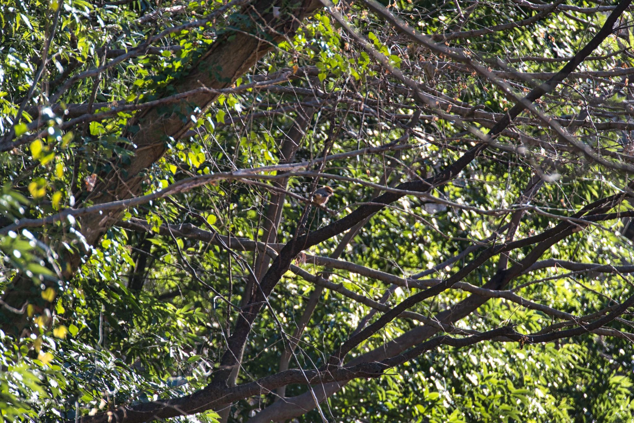 Bull-headed Shrike