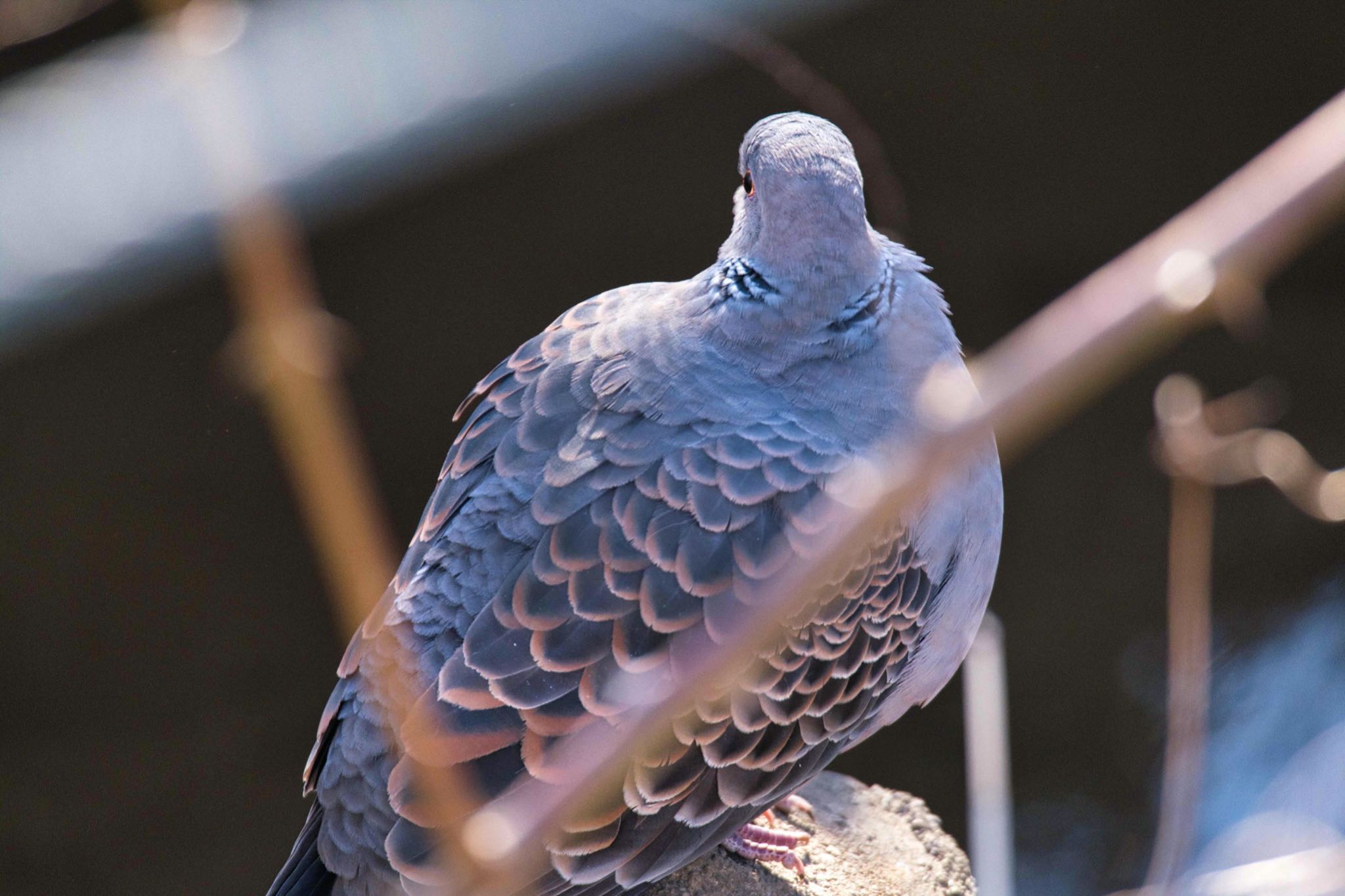 Oriental Turtle Dove