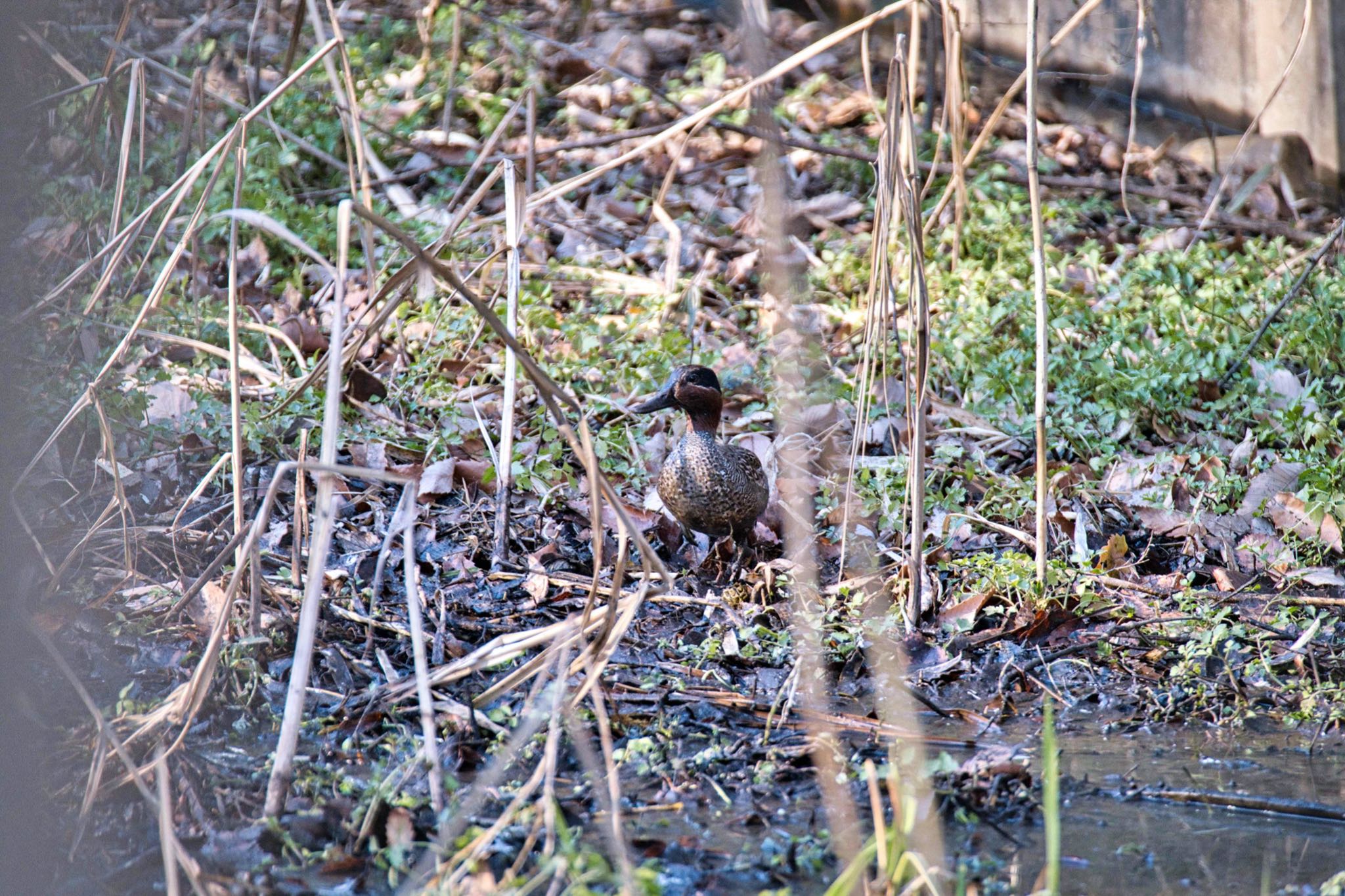 Eurasian Teal