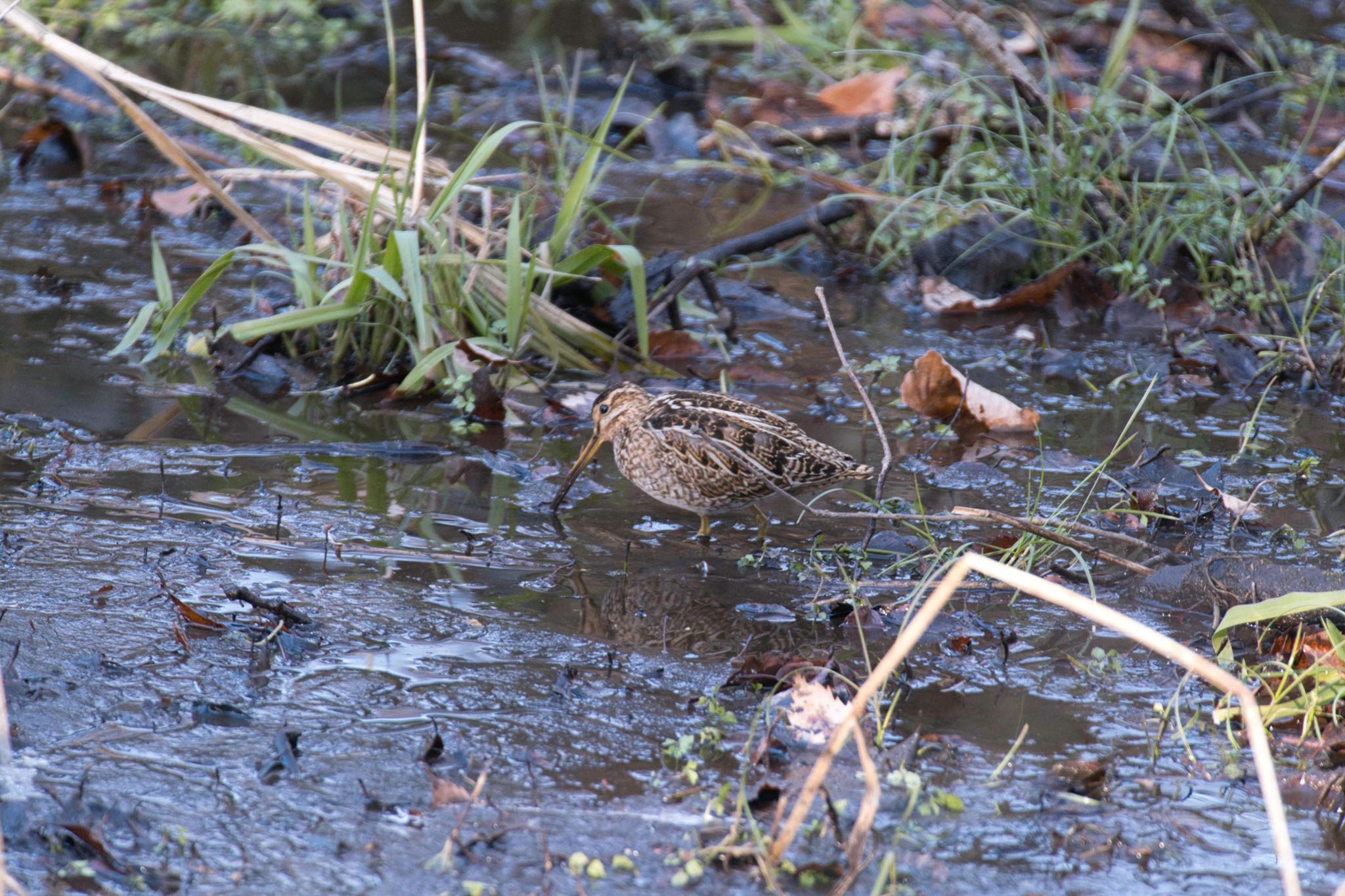 Common Snipe