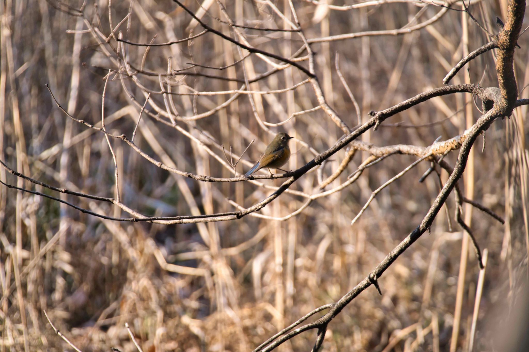 Red-flanked Bluetail