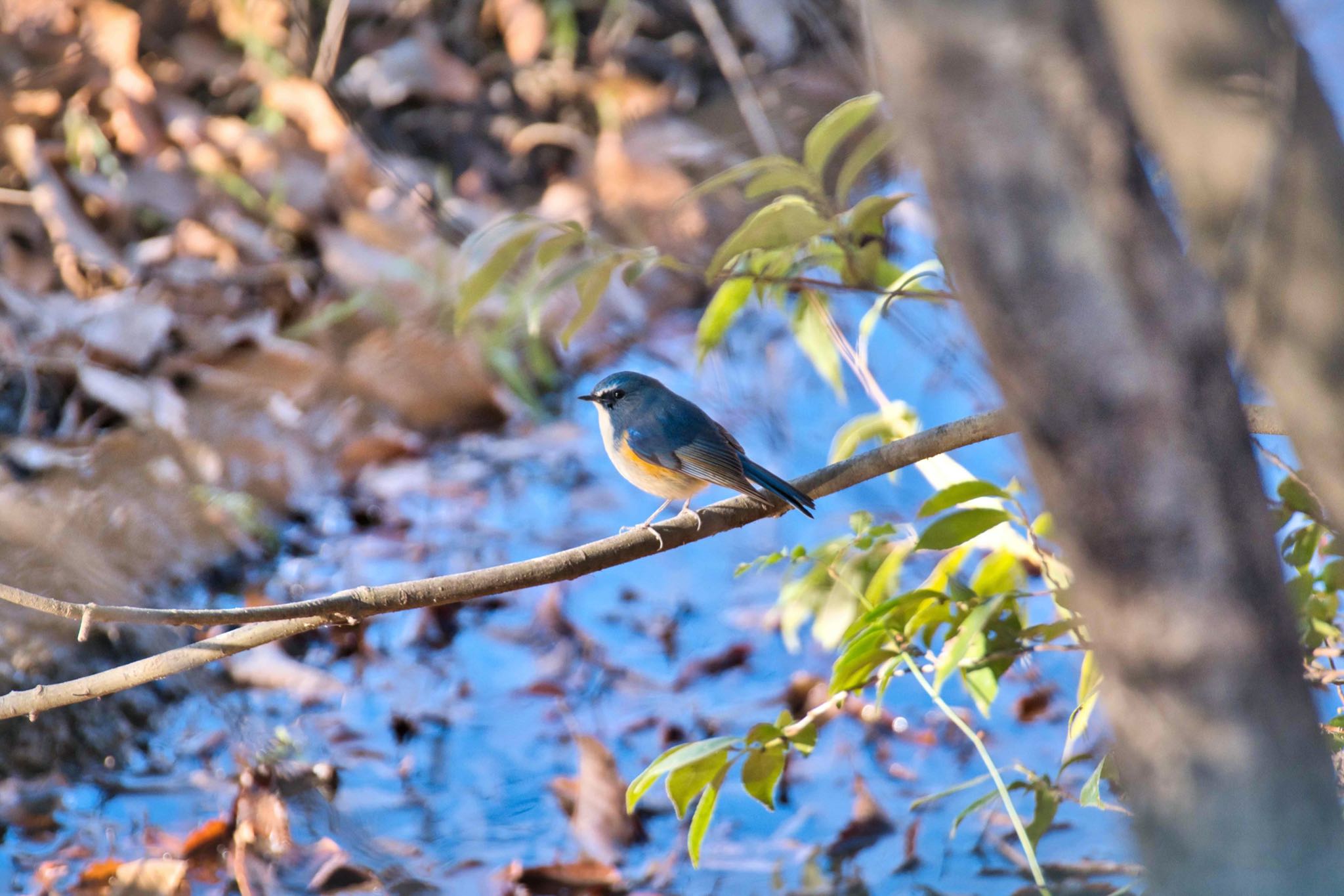 Red-flanked Bluetail