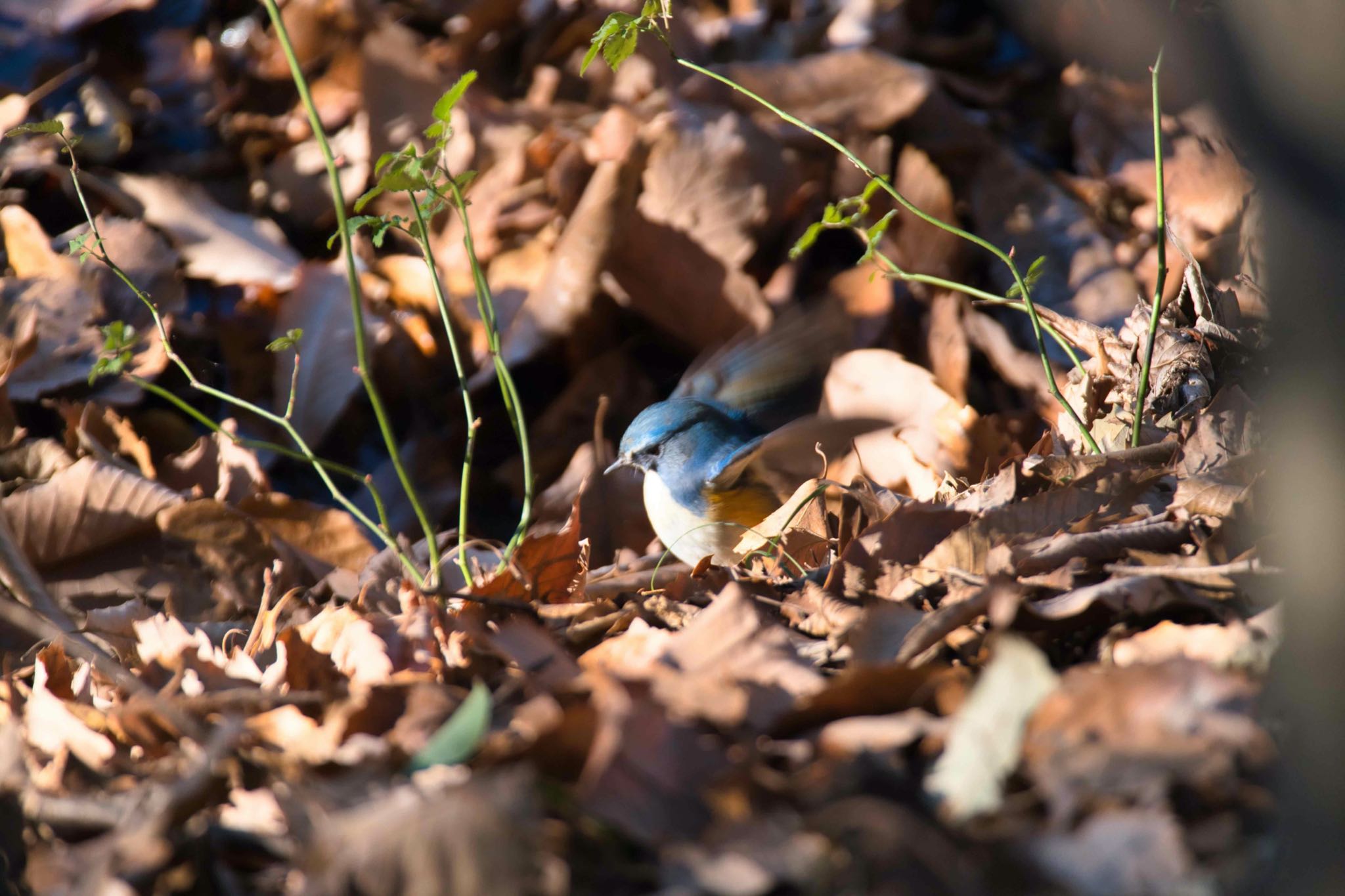 Red-flanked Bluetail