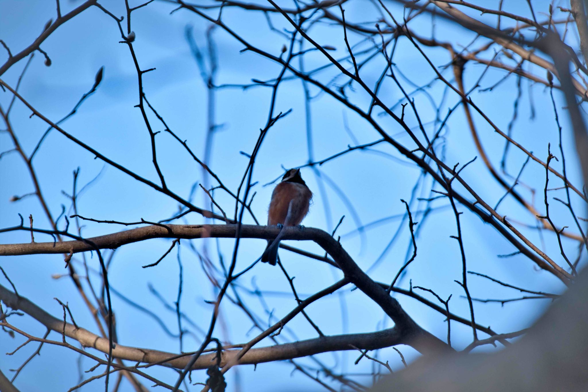 Photo of Varied Tit at Kitamoto Nature Observation Park by あおじさん