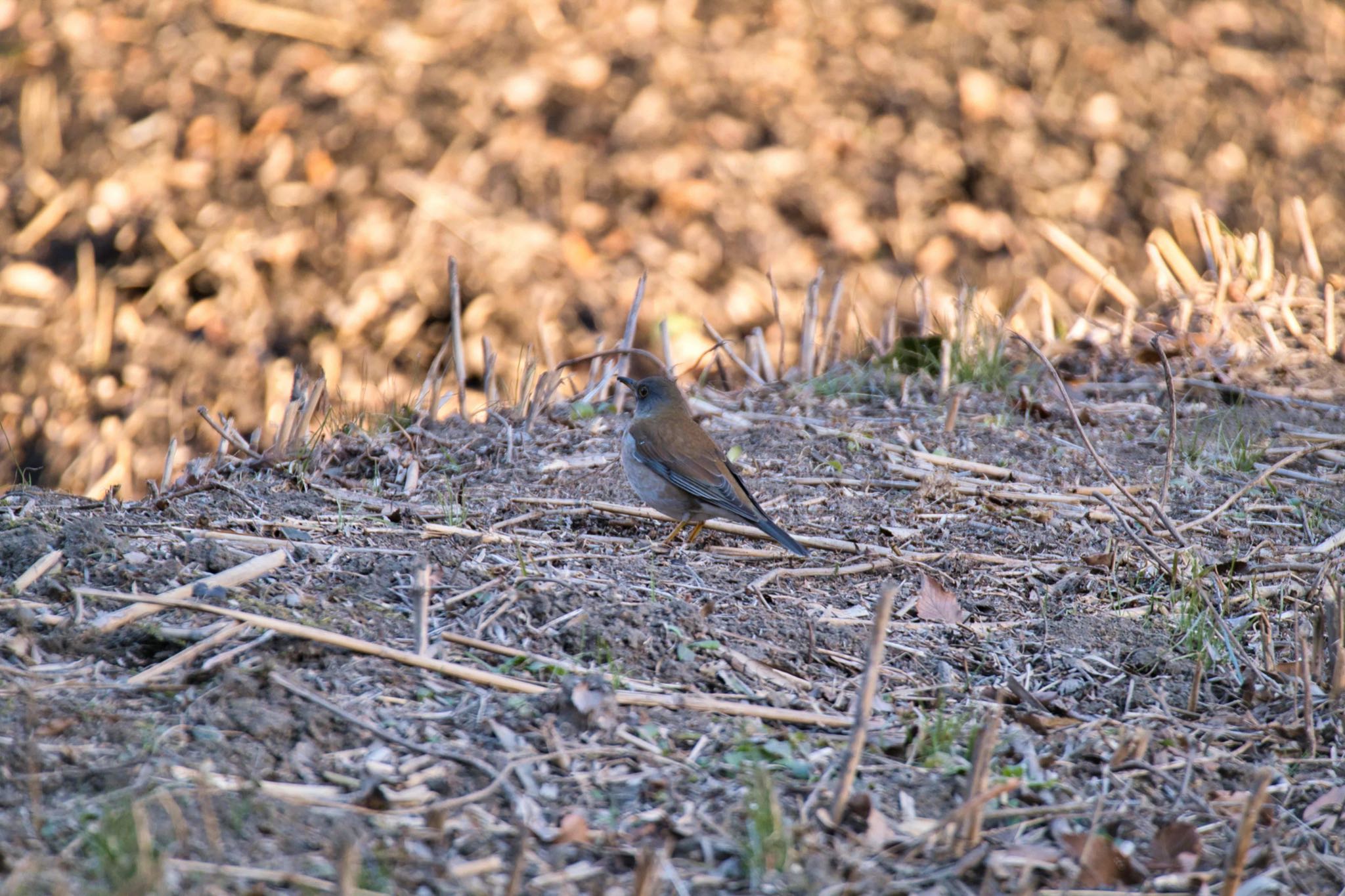 Pale Thrush