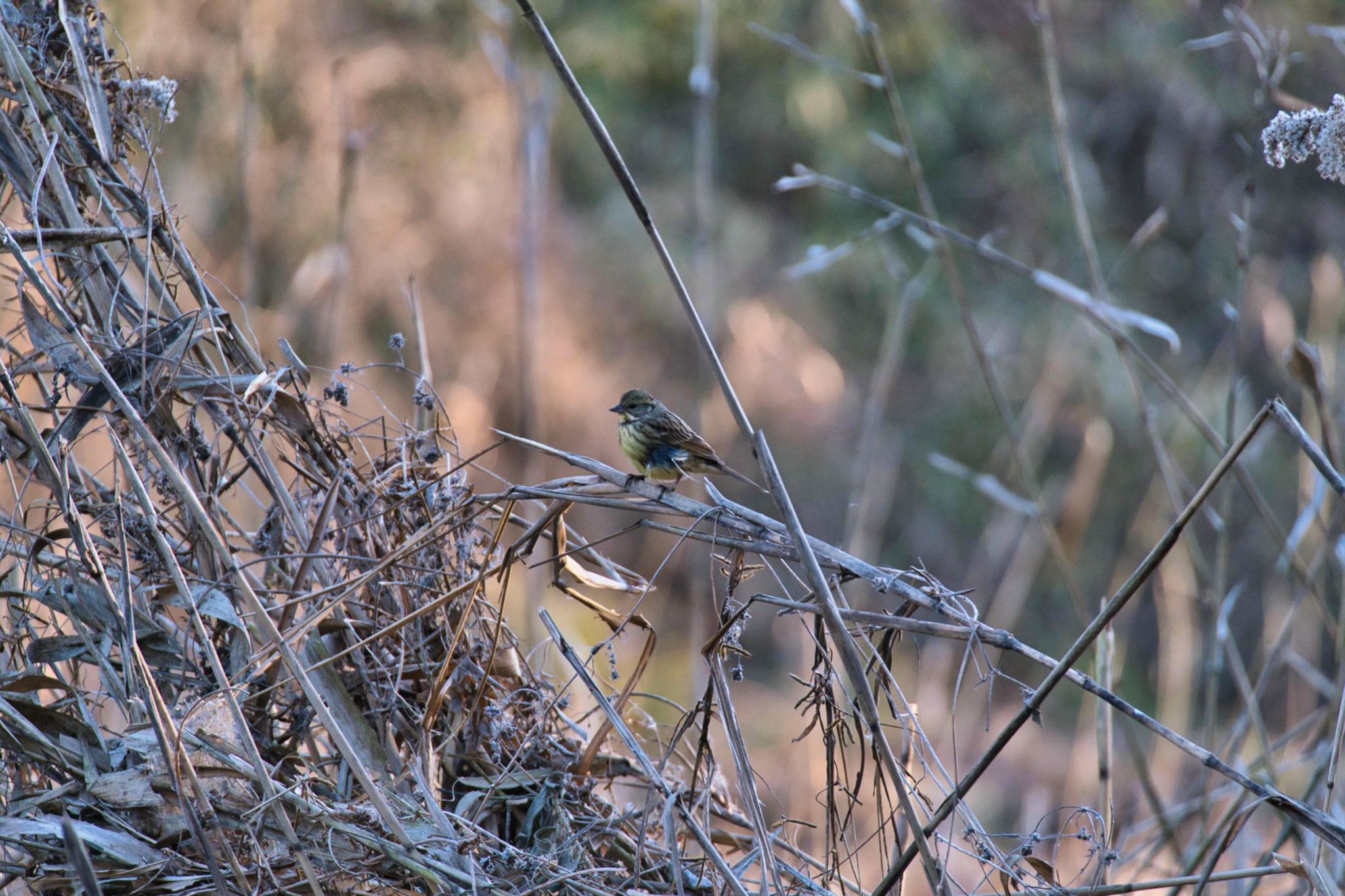 Masked Bunting