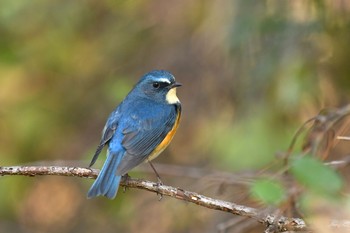 Red-flanked Bluetail Unknown Spots Thu, 1/14/2021