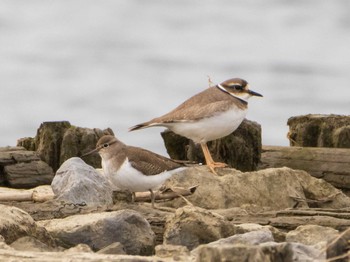 Mon, 1/11/2021 Birding report at 千住桜木自然地 (東京都足立区)