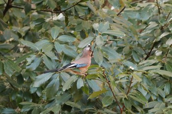 カケス 南アルプス邑野鳥公園 2020年12月12日(土)