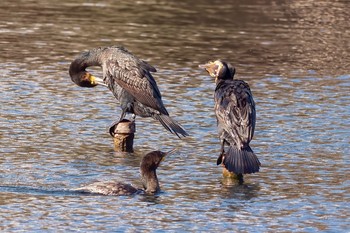 Great Cormorant 井之頭公園 Sun, 12/15/2019