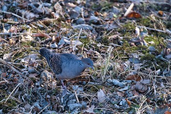 2021年1月13日(水) 北本自然観察公園の野鳥観察記録