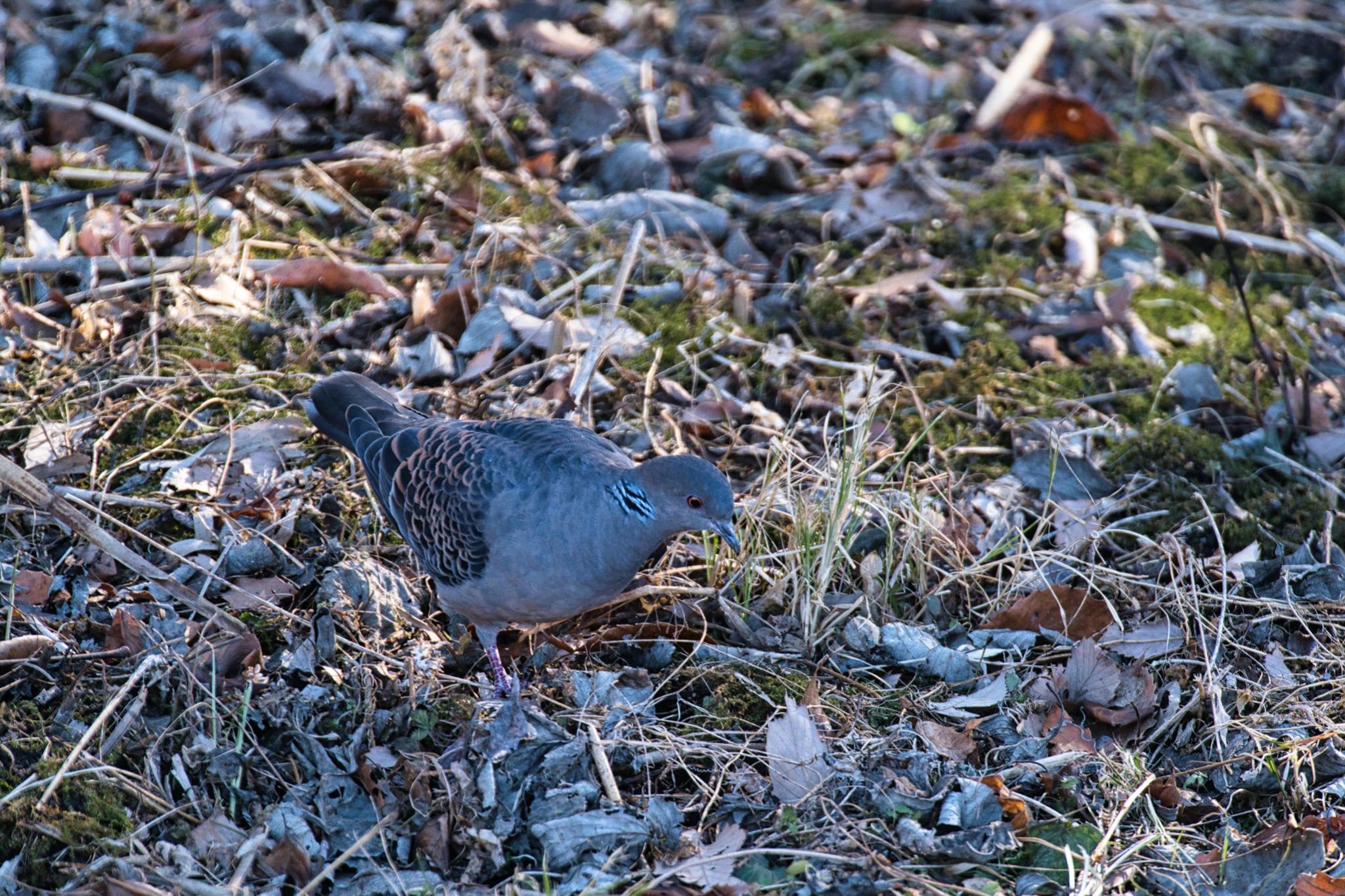 北本自然観察公園 キジバトの写真 by あおじさん