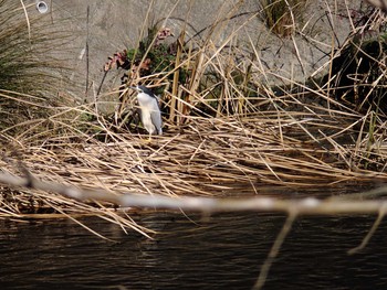 2021年1月14日(木) 恩田川(鶴見川合流点付近)の野鳥観察記録