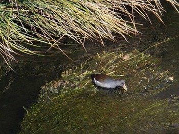 Common Moorhen 恩田川(鶴見川合流点付近) Thu, 1/14/2021