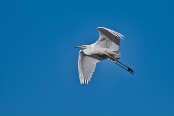 Thu, 1/14/2021 Birding report at Kitamoto Nature Observation Park