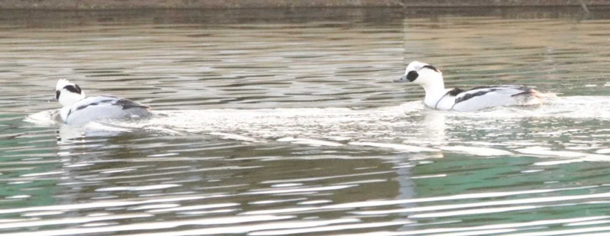 Photo of Smew at 稲美町 by FujiKen