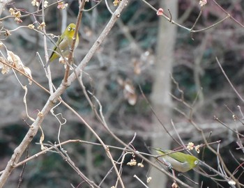 メジロ 野川 2021年1月11日(月)