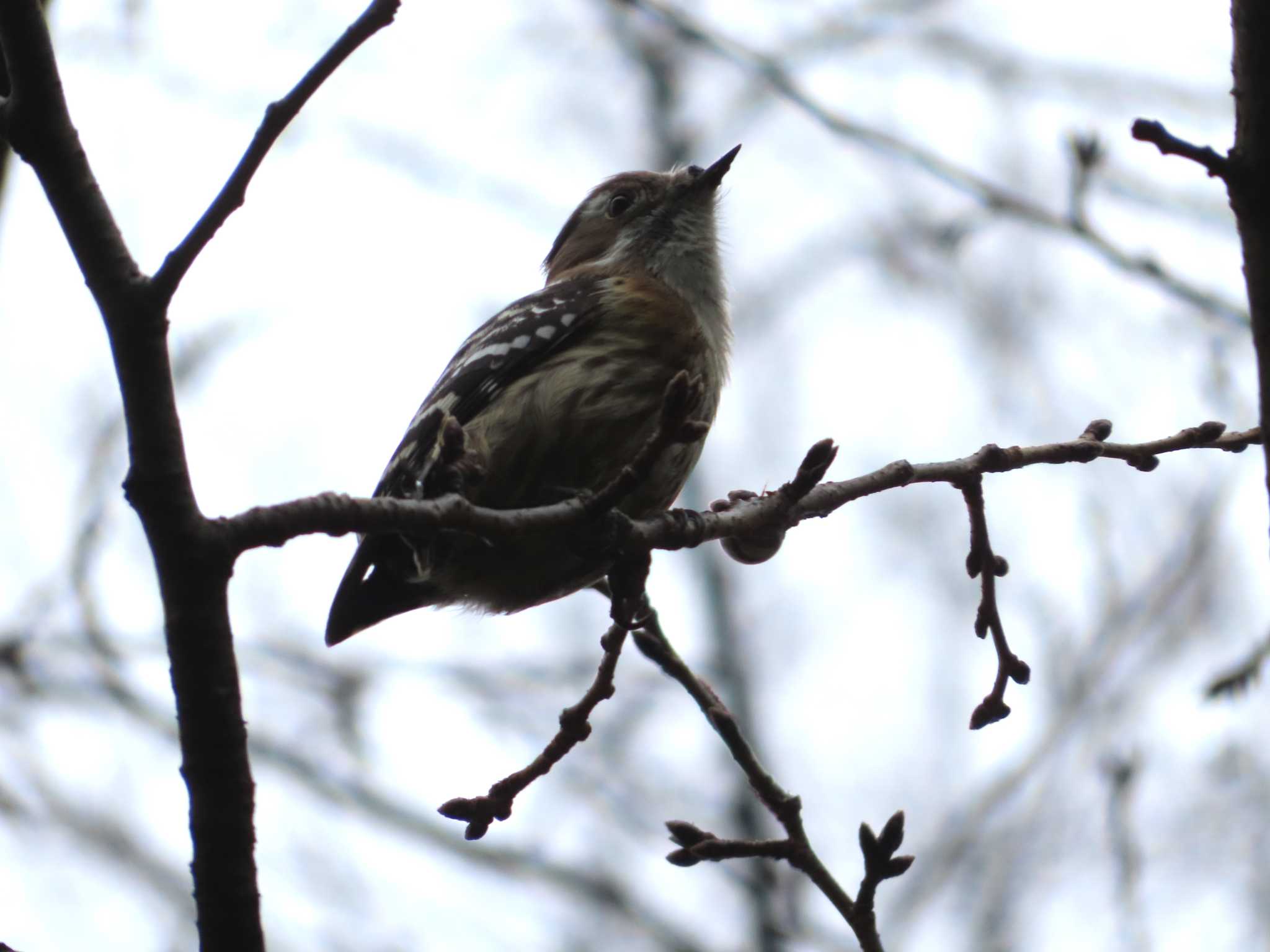 Japanese Pygmy Woodpecker