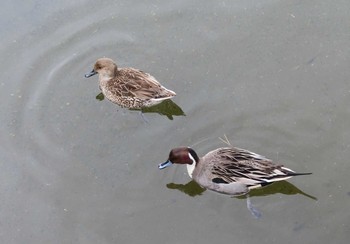 オナガガモ しながわ区民公園(品川区民公園) 2021年1月15日(金)