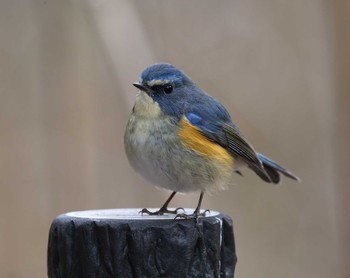 Red-flanked Bluetail 横浜市 Tue, 1/12/2021