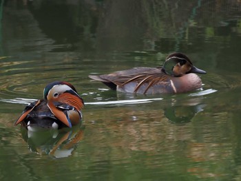 2021年1月15日(金) 薬師池公園の野鳥観察記録