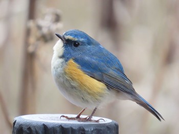 ルリビタキ こども自然公園 (大池公園/横浜市) 2021年1月15日(金)