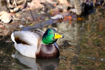 2021年1月3日(日) 東京都の野鳥観察記録