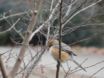 2021年1月11日(月) 野川の野鳥観察記録