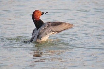 ホシハジロ 馬見丘陵公園 2021年1月13日(水)