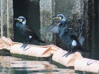 2021年1月15日(金) 勝島運河の野鳥観察記録