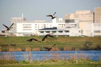 カルガモ 荒川河川敷 2006年5月14日(日)