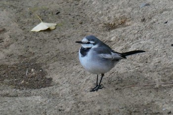 White Wagtail 東京都北区 Wed, 1/13/2021