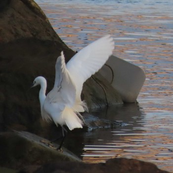 Little Egret 岡山旭川 Fri, 1/15/2021