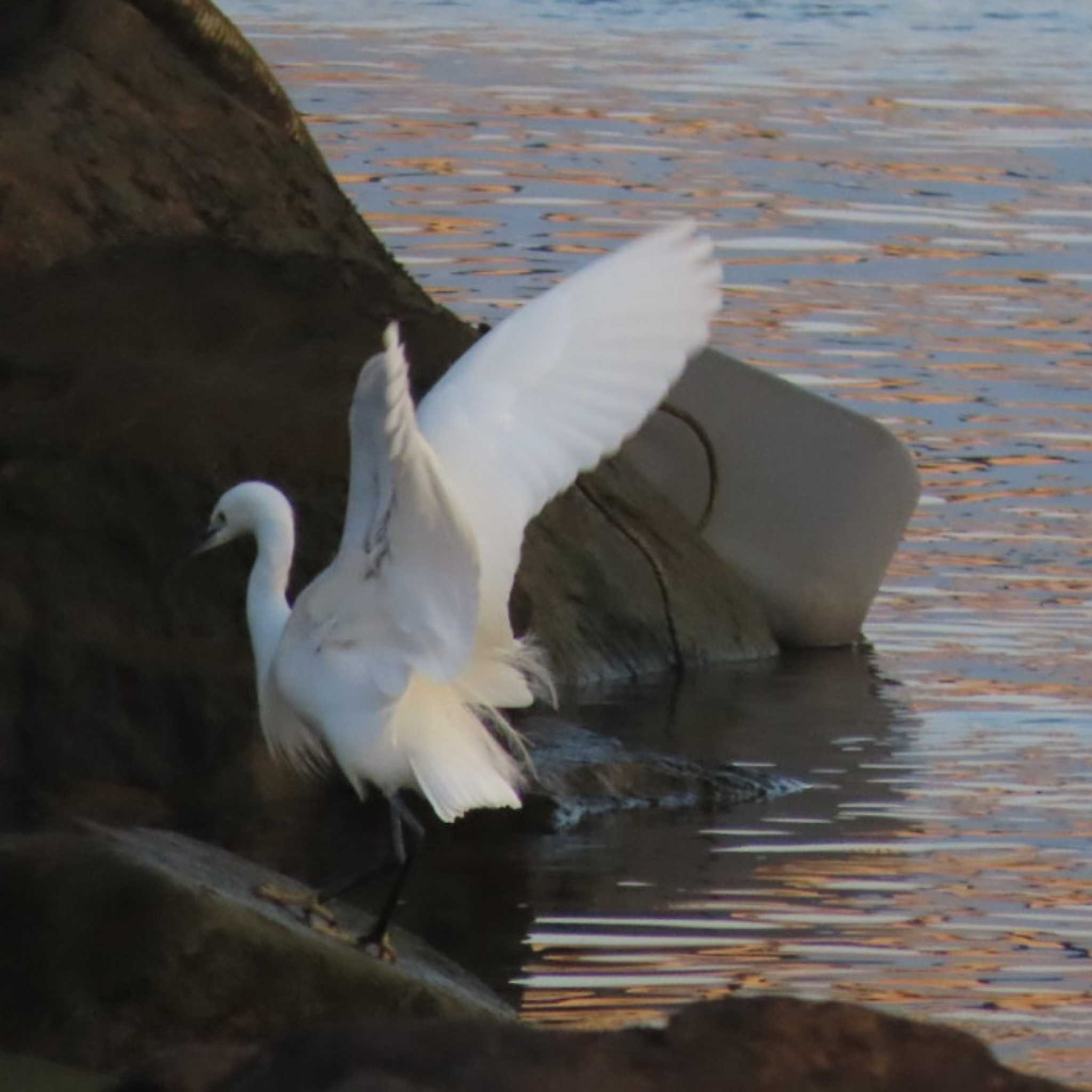 Photo of Little Egret at 岡山旭川 by タケ