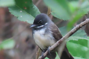 Malaysian Pied Fantail Khao Mai Keao Reservation Park Fri, 1/15/2021