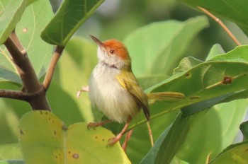 ノドグロサイホウチョウ Khao Mai Keao Reservation Park 2021年1月15日(金)