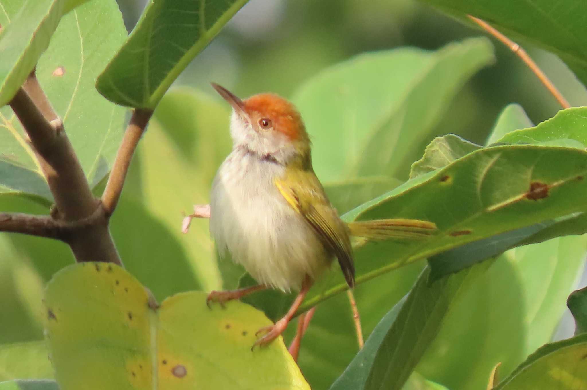 Khao Mai Keao Reservation Park ノドグロサイホウチョウの写真 by span265