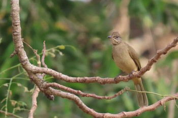 Streak-eared Bulbul Khao Mai Keao Reservation Park Fri, 1/15/2021