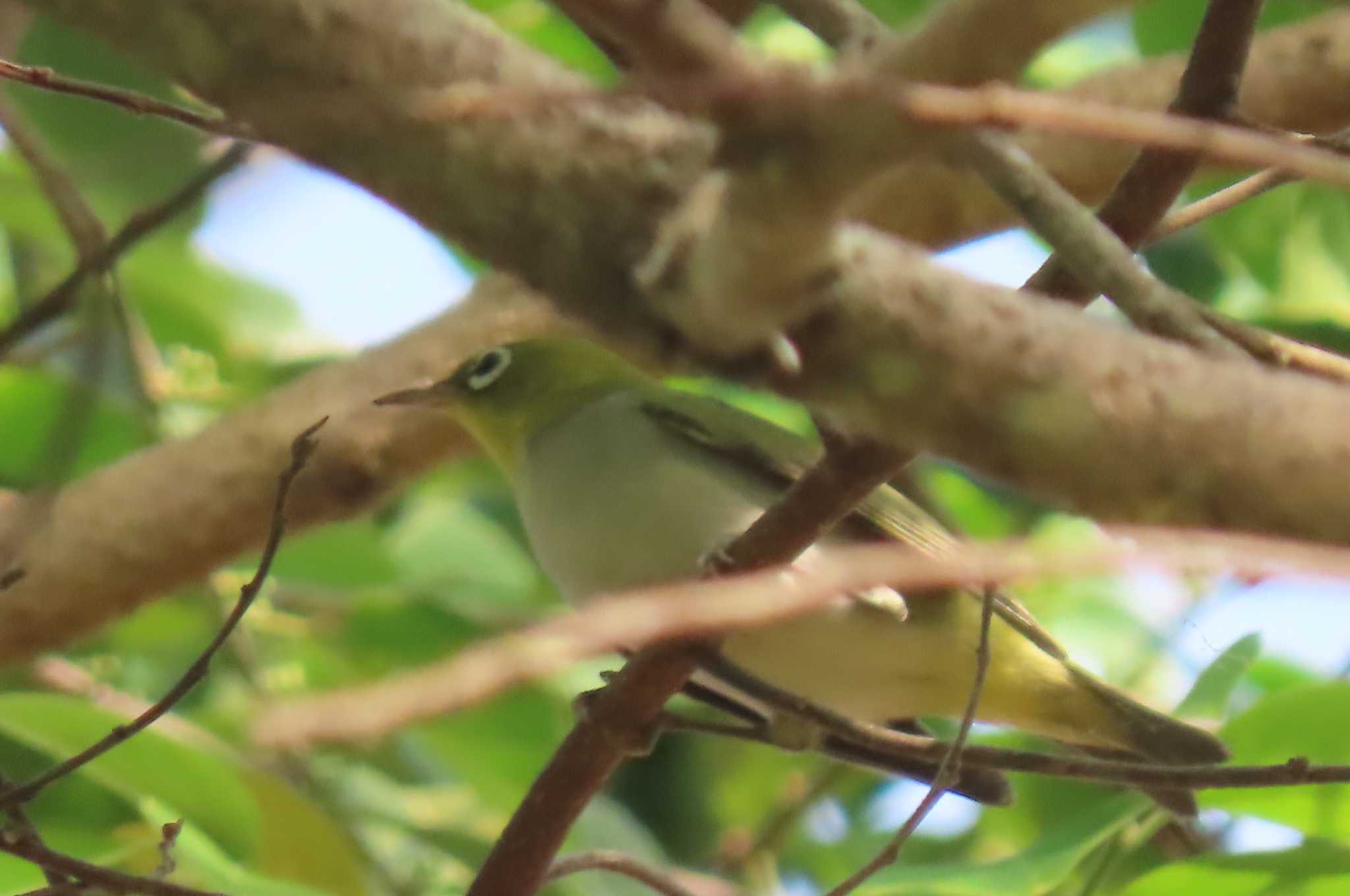 Photo of Indian White-eye at Khao Mai Keao Reservation Park by span265