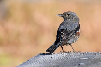 Thu, 1/14/2021 Birding report at 伊豆諸島北部