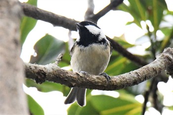 Fri, 1/15/2021 Birding report at 伊豆諸島北部