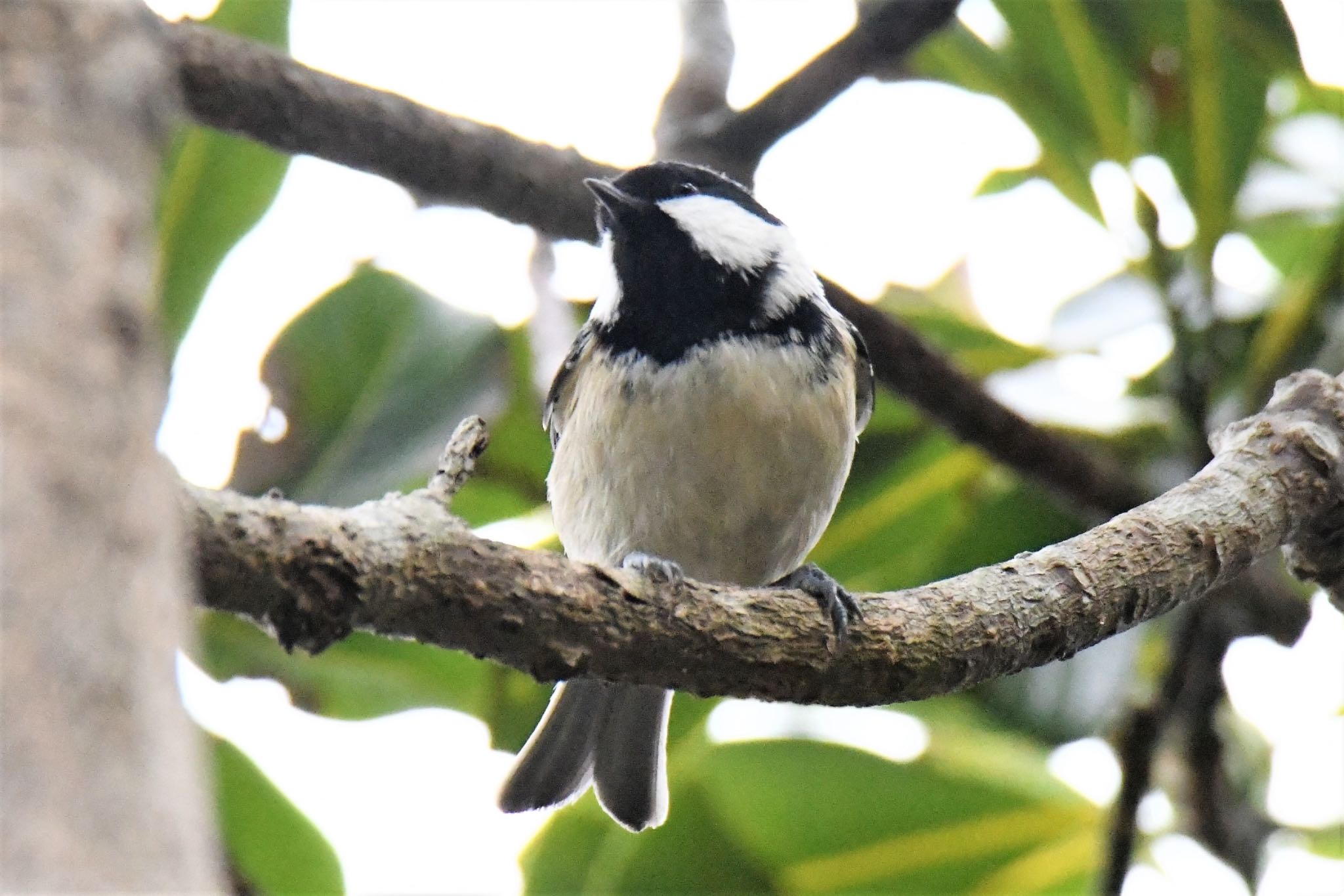 Coal Tit