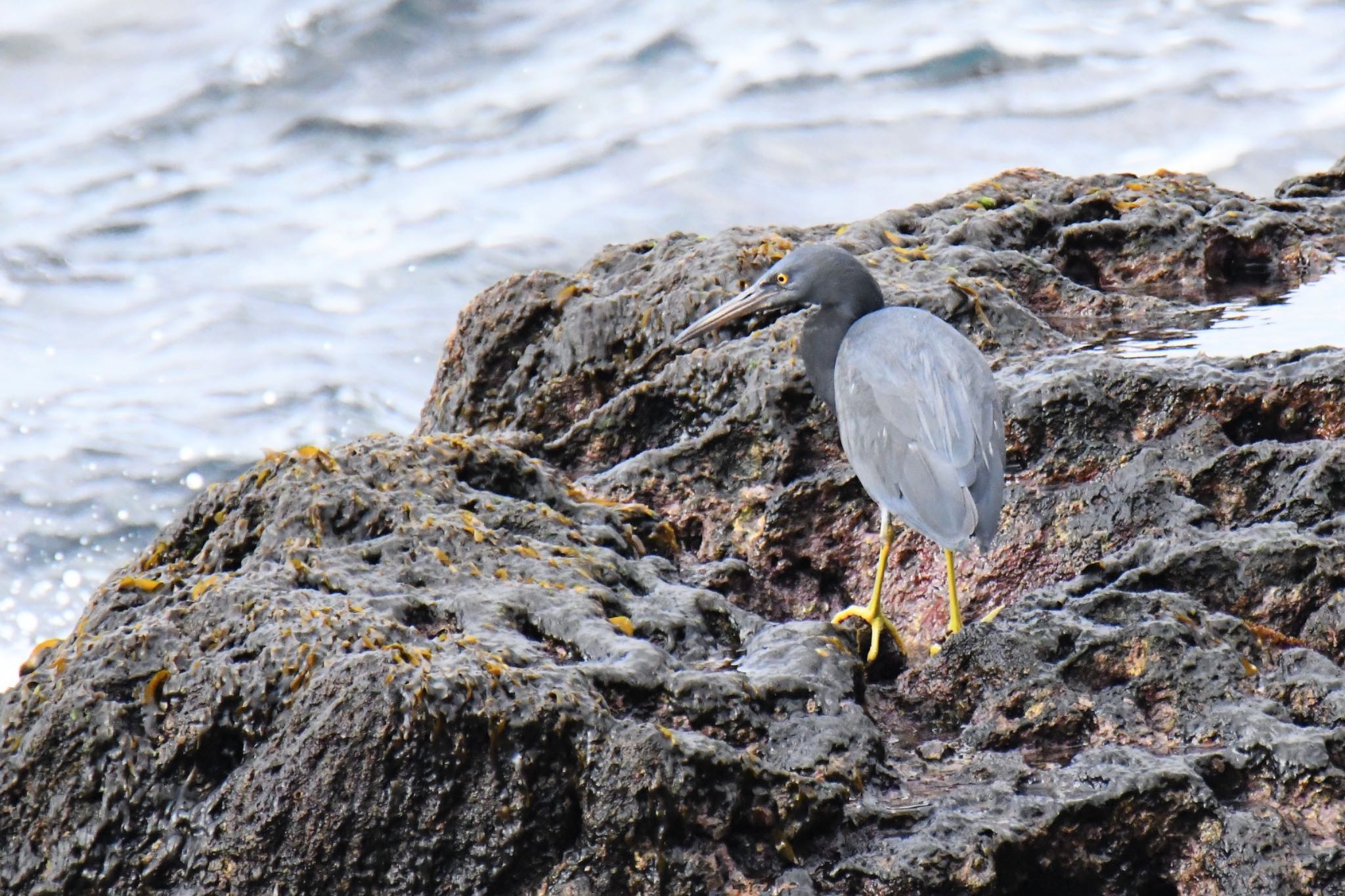 Pacific Reef Heron